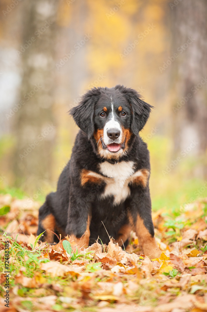 Bernese mountain puppy sitting in the park in autumn