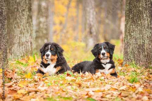 Foto Two bernese mountain puppies lyingin in the park in autumn