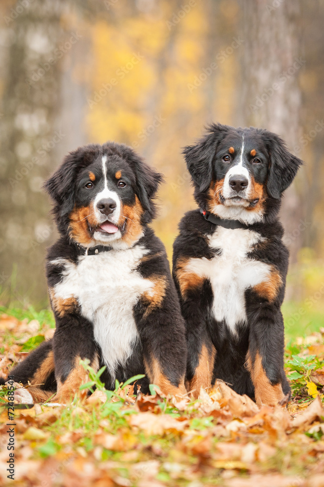 Two bernese mountain puppies sitting in the park in autumn
