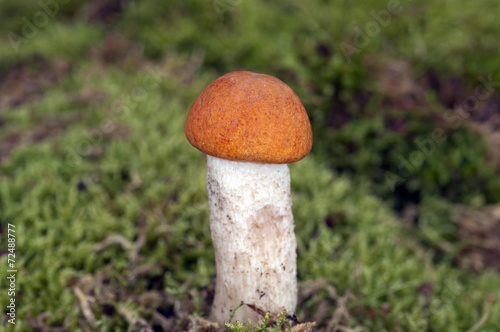 Birken-Rotkappe, Leccinum, versipelle photo