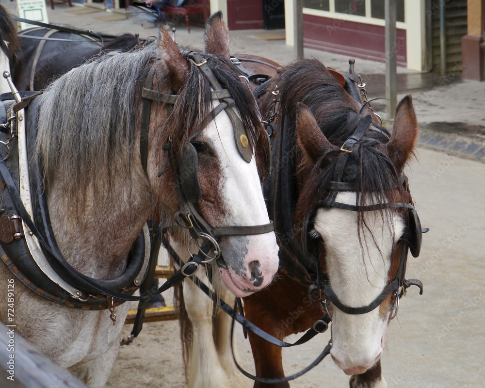 Horses of a carriage and pair in Sweden