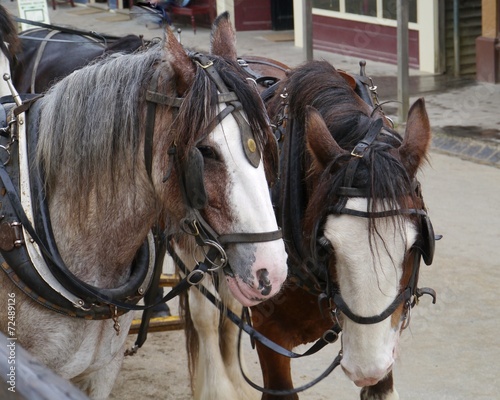 Horses of a carriage and pair in Sweden