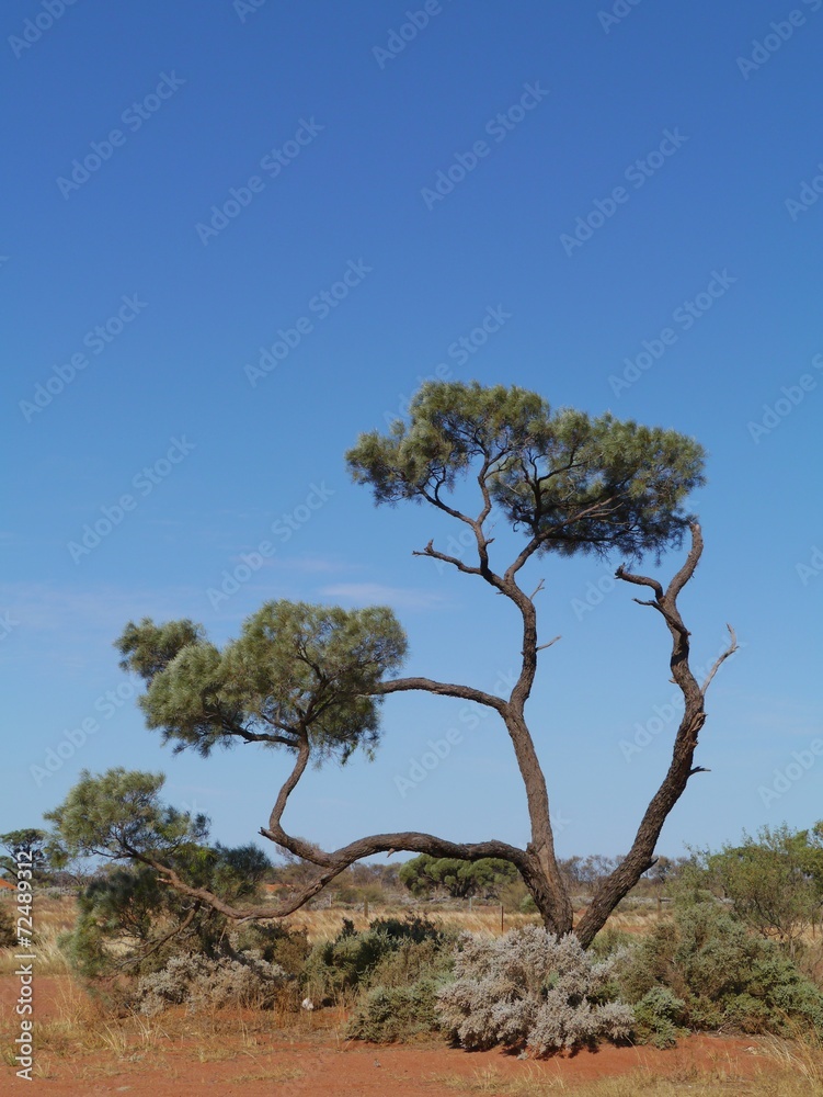 A desert Oak on the red earth in the outback of Australia