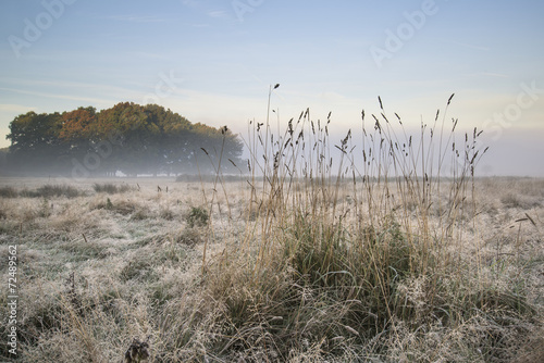 Beautiful Autumn Fall foggy dawn landscape over frost covered fi