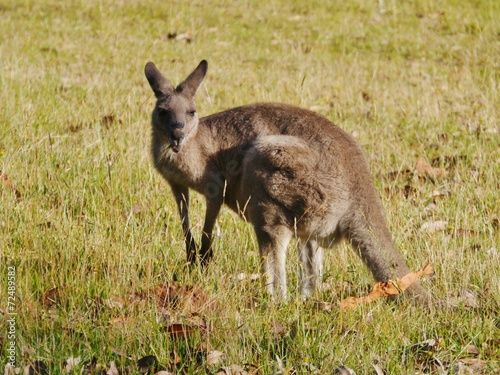Australian Kangoroos in the grass fields of Worrowing heights photo