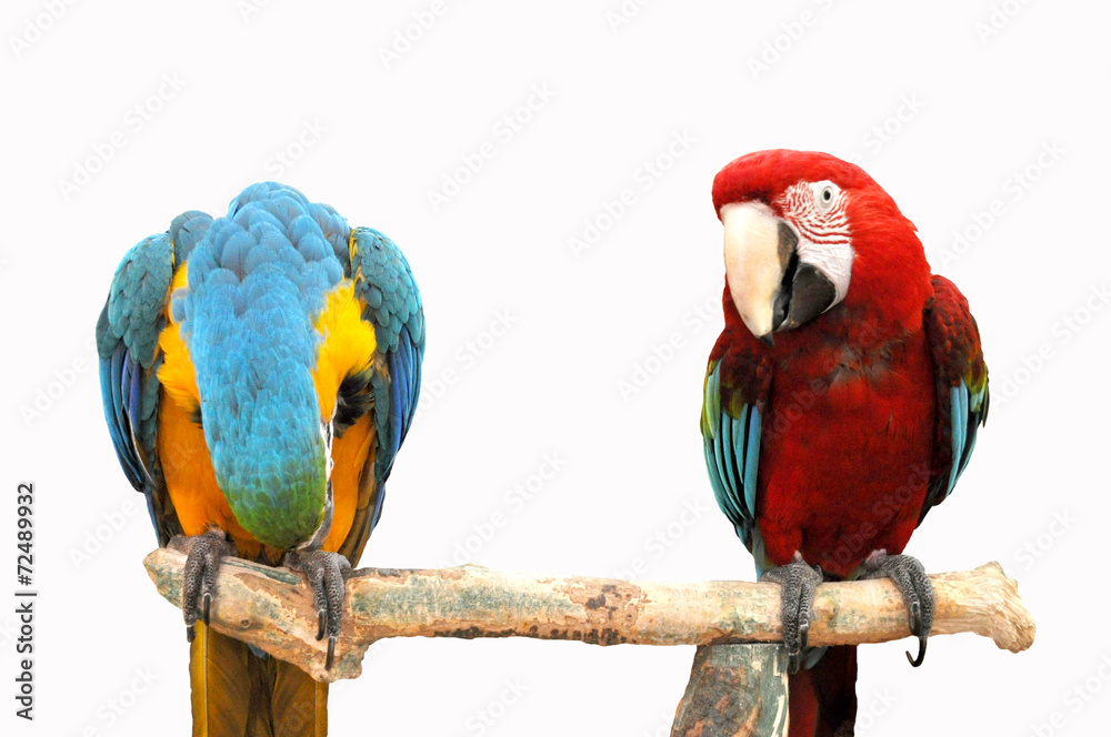 Obraz premium Two parrots on a branch
