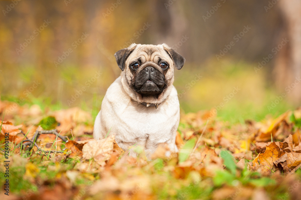 Beige pug dog sitting on the leaves in autumn Beige pug dog sitting on the leaves in autumn