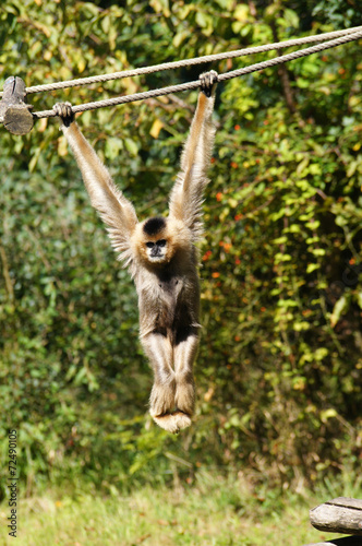 Gibbon accroché à une liane