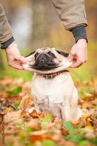 Funny pug dog in autumn