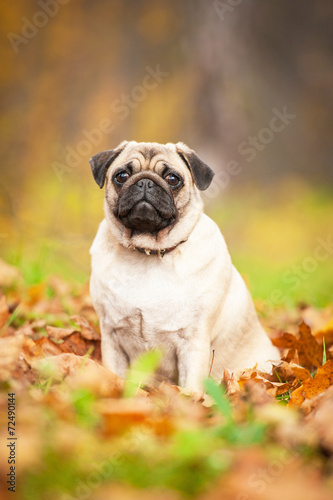 Beige pug dog sitting on the leaves in autumn
