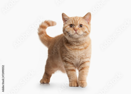 Cat. Small red british kitten on white background