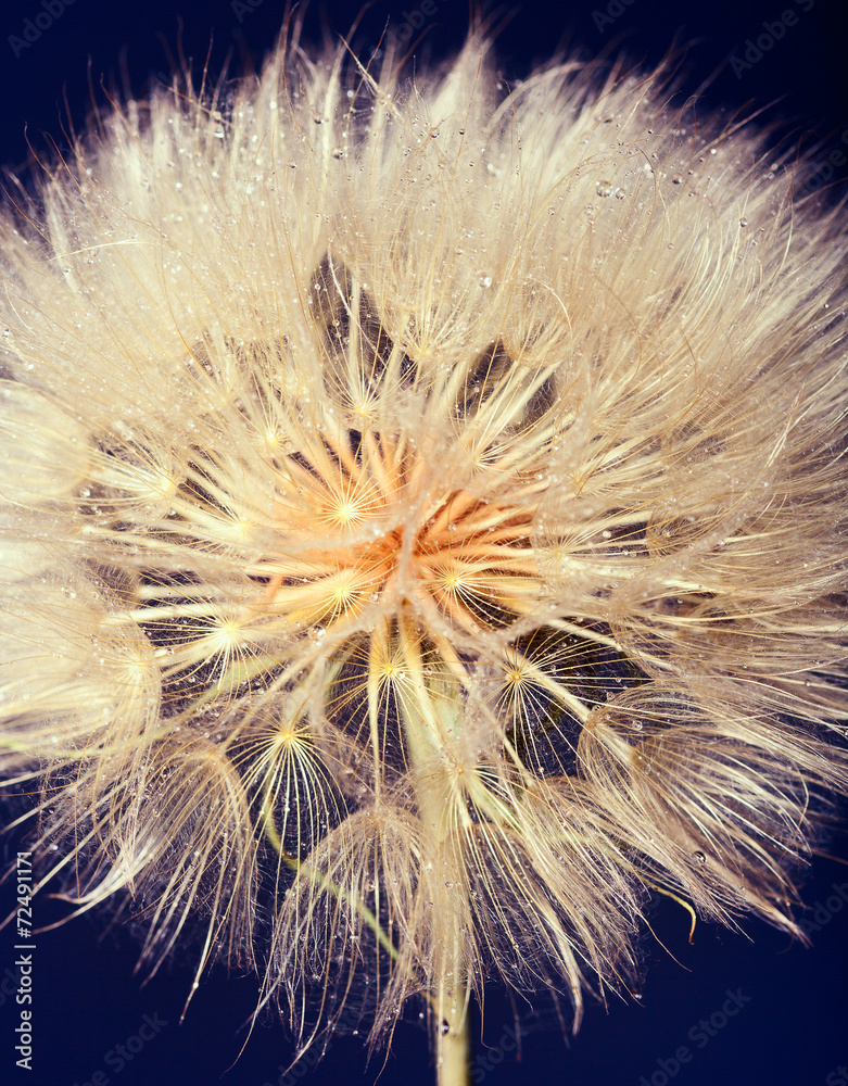 Macro studio big dandelion on dark background.