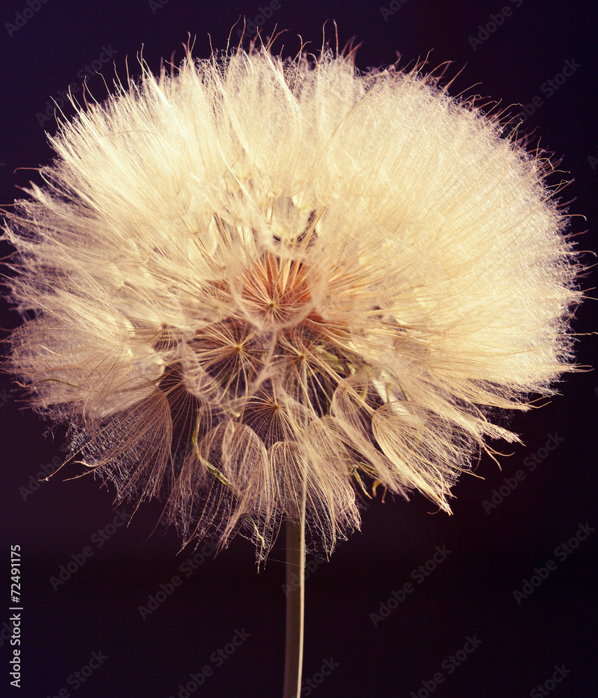 Fototapeta premium Macro studio big dandelion on dark background.