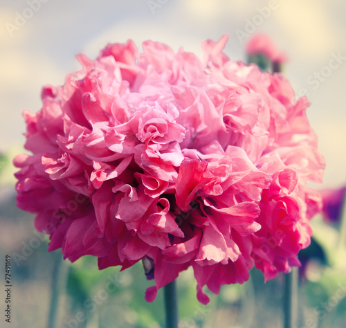 Big red flower close-up.