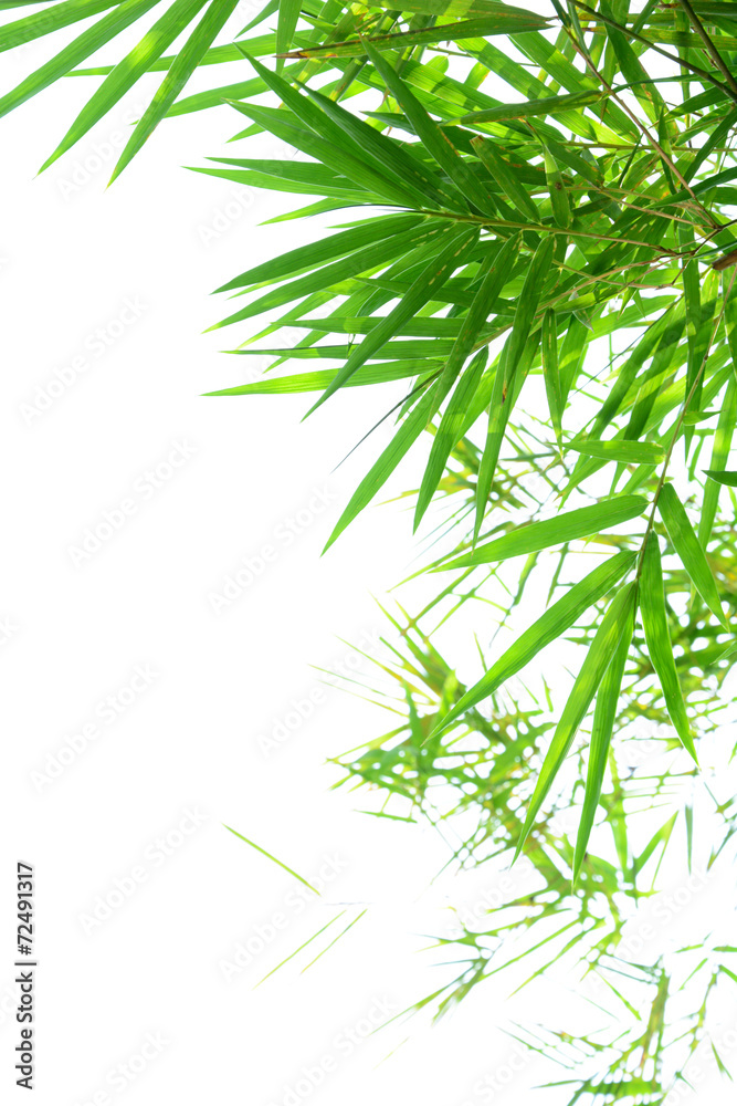 Fototapeta premium Green bamboo leaves on white background