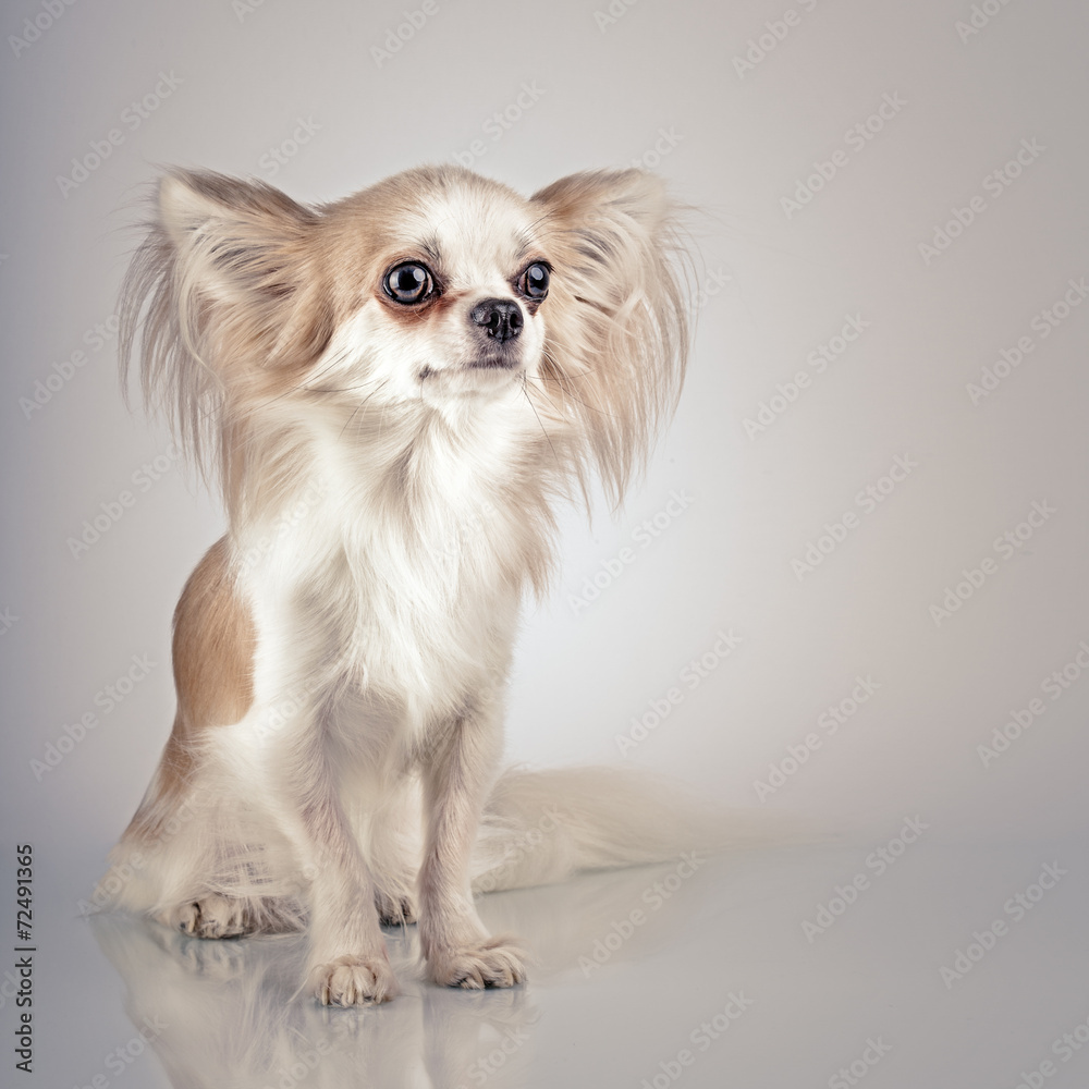 Longhair chihuahua. Small dog sitting, looking at the camera Longhair chihuahua. Small dog sitting, looking at the camera
