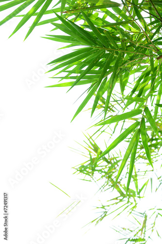 Green bamboo leaves on white background