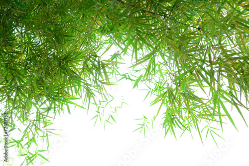 Fototapeta Naklejka Na Ścianę i Meble -  Green bamboo leaves on white background