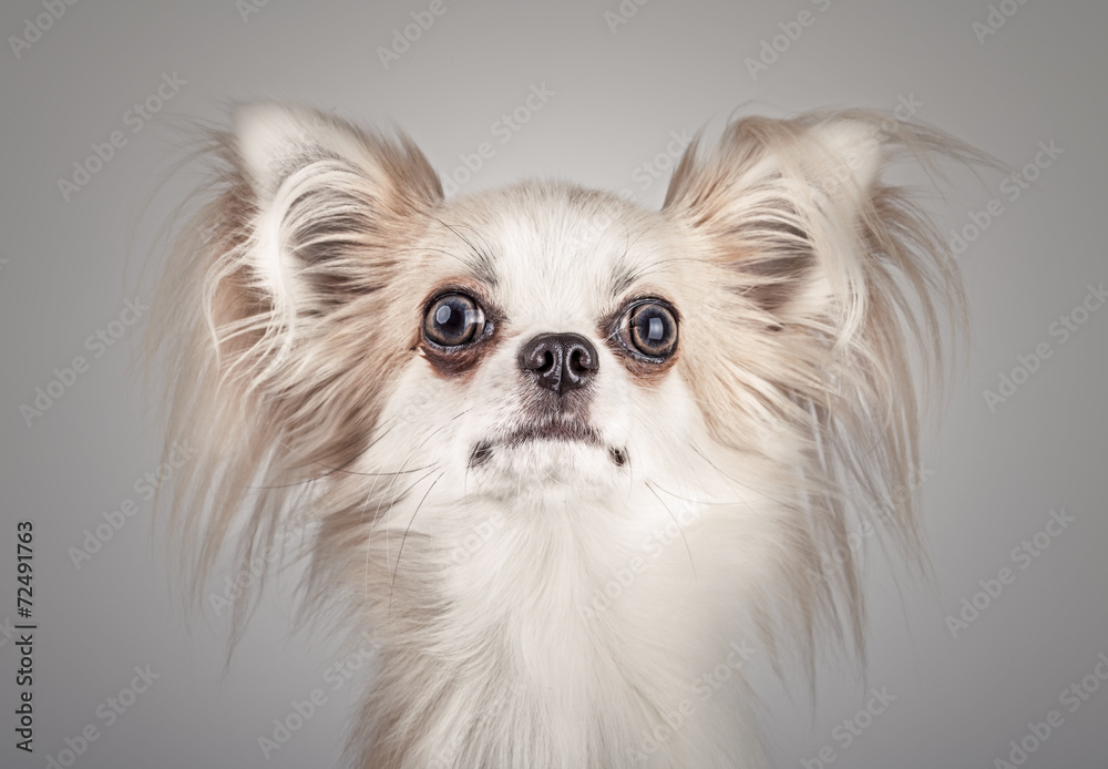 Longhair chihuahua. Small dog sitting, looking at the camera