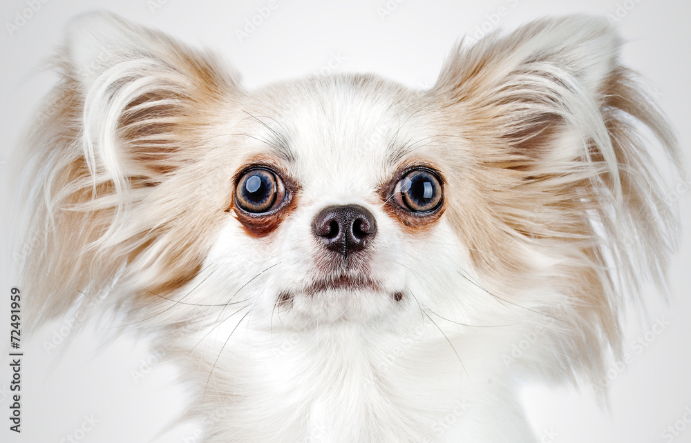 Longhair chihuahua. Small dog sitting, looking at the camera