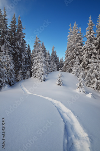 Winter forest © Oleksandr Kotenko