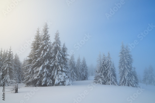 Snow covered trees in forest © Oleksandr Kotenko