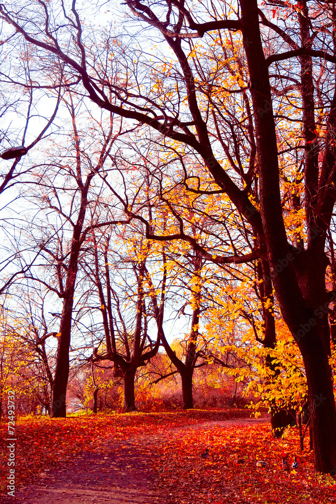 Park View Trees of Yellow