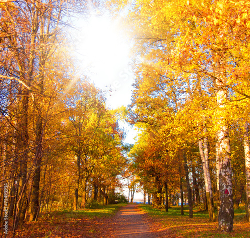 Yellow Trees Forest Landscape