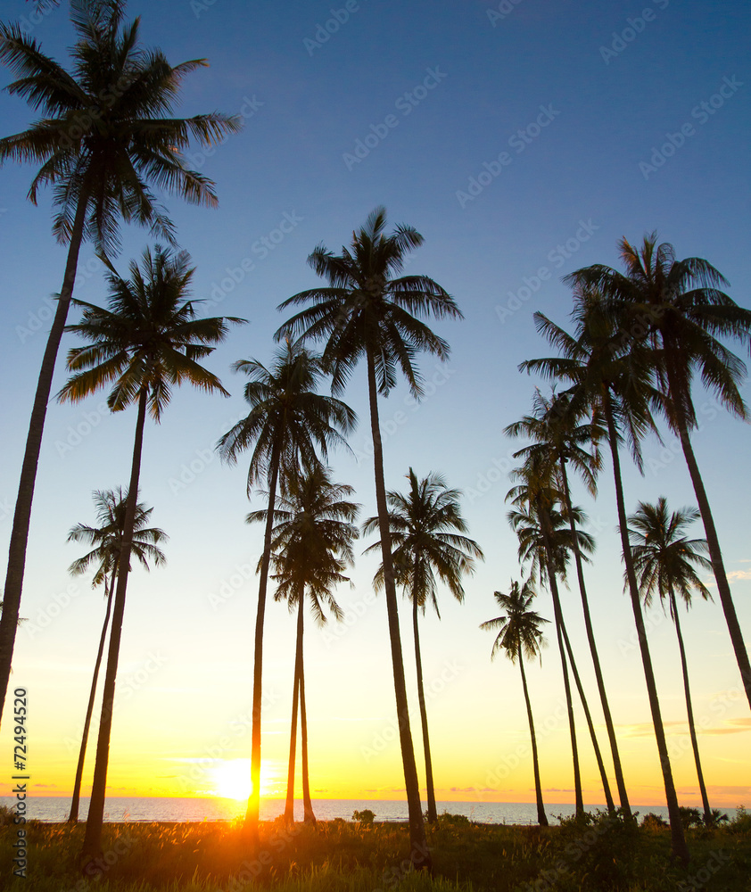 Coconut Horizon Burning Skies