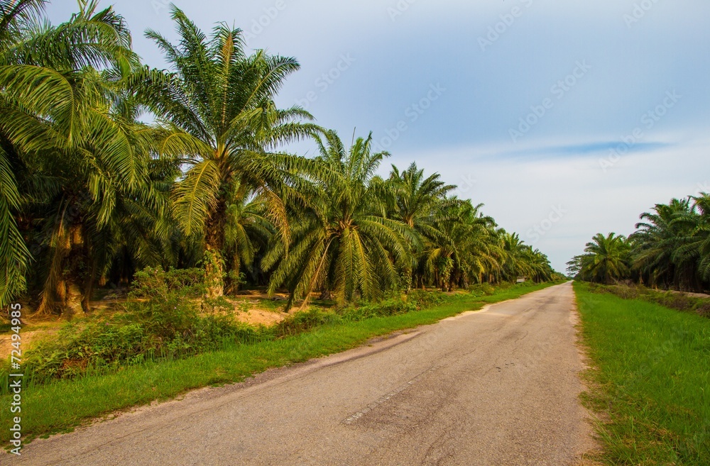 Palm oil plantation