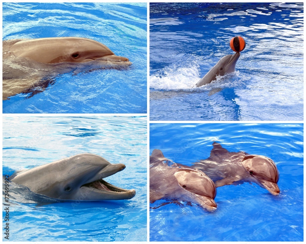 Naklejka premium Delfin-Collage