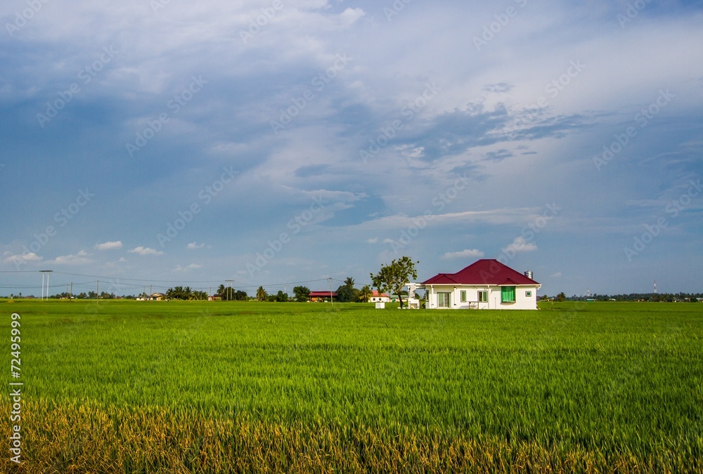 Paddy field Paddy field