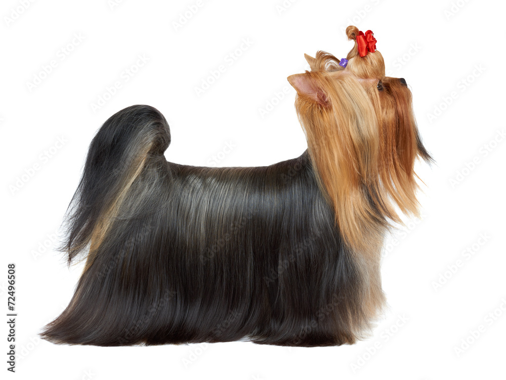 Naklejka premium Dog in show