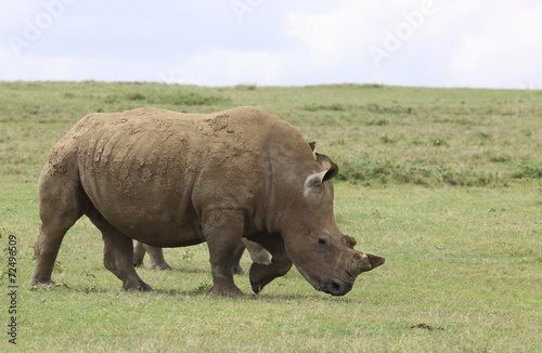 weißes Nashorn