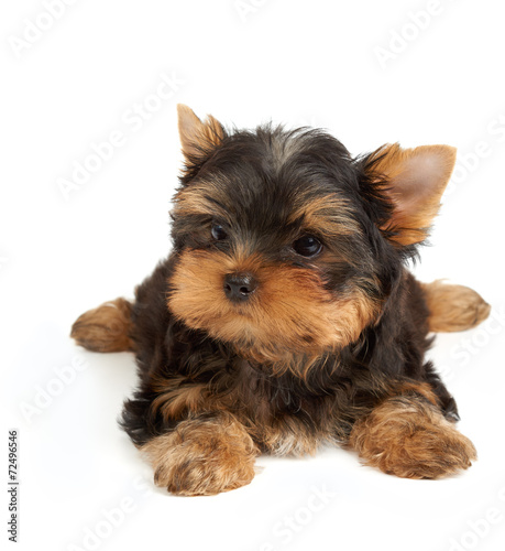 Adorable small dog