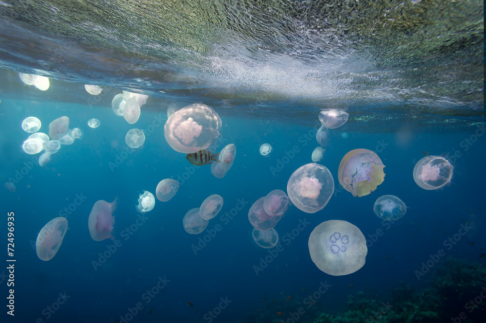 Fototapeta premium Group of light blue jellyfish