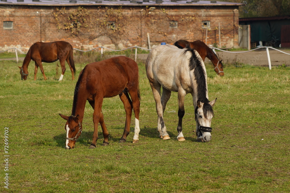 Horses on a farm in a summer meadow - october Horses on a farm in a summer meadow - october