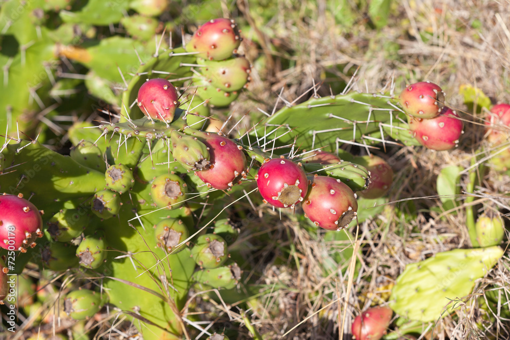 figuier de Barbarie, Opuntia ficus-indica