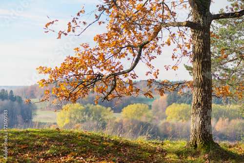 Oak tree with orange autumn...