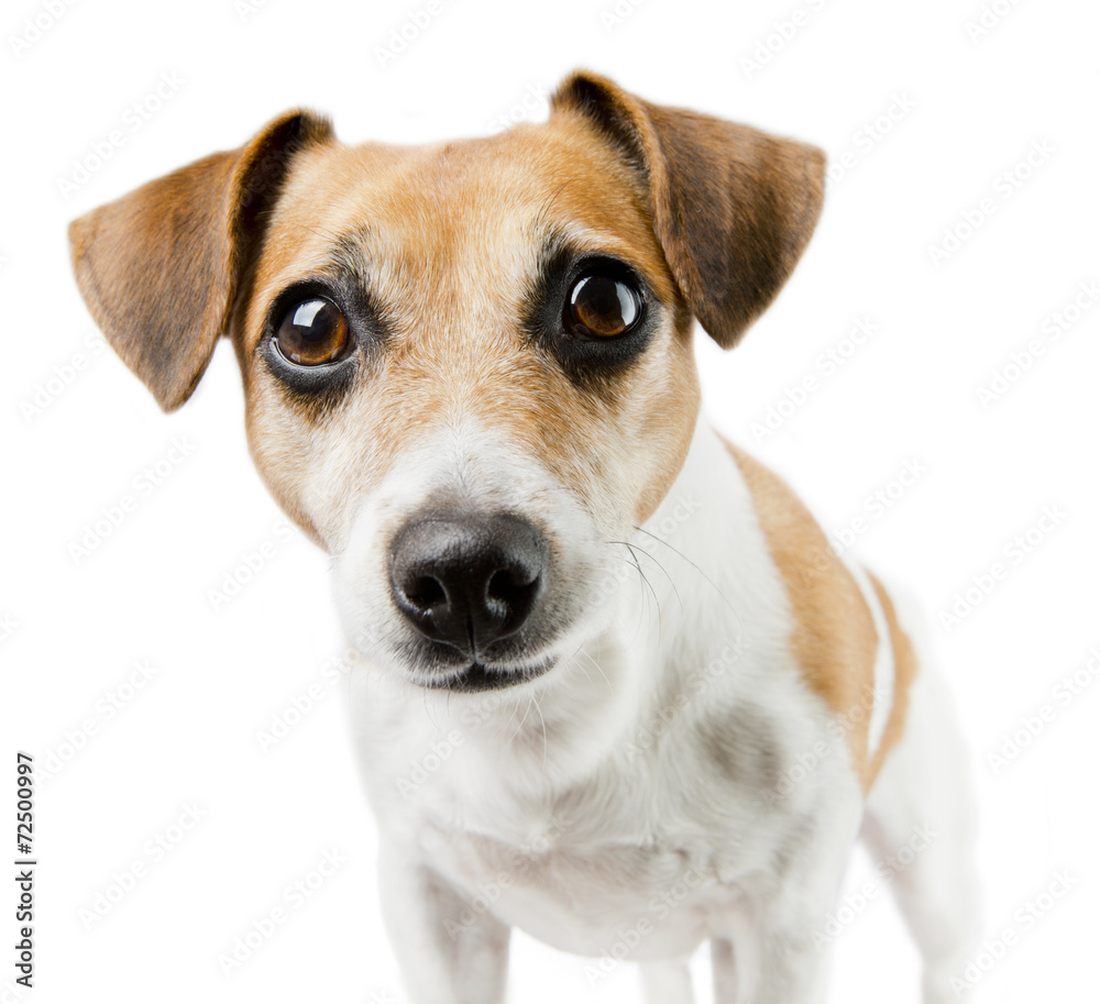 Closeup portrait  dog Jack Russell Terrier