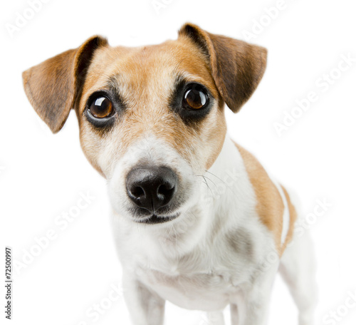 Closeup portrait dog Jack Russell Terrier
