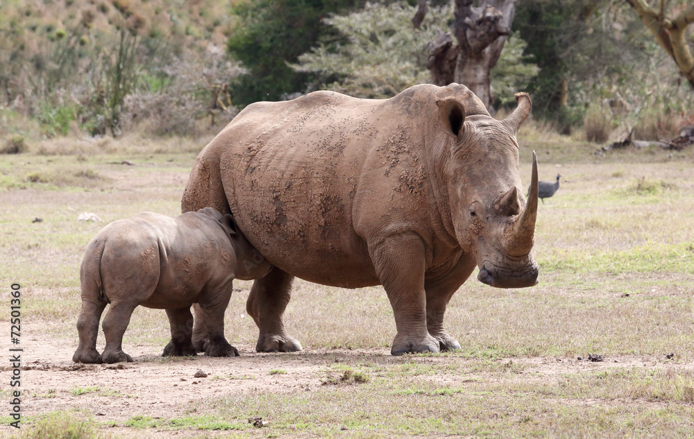 Naklejka premium Nashornmutter mit Kind