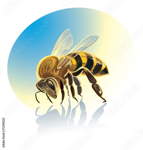 Illustration of bee