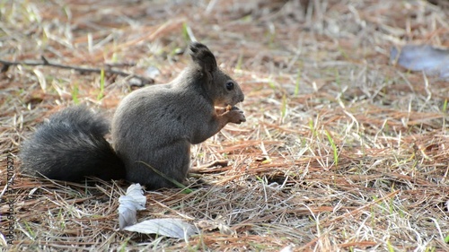 Squirrel in the park finds and eats acorns in autumn