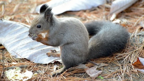 Squirrel in the park finds and eats acorns in autumn