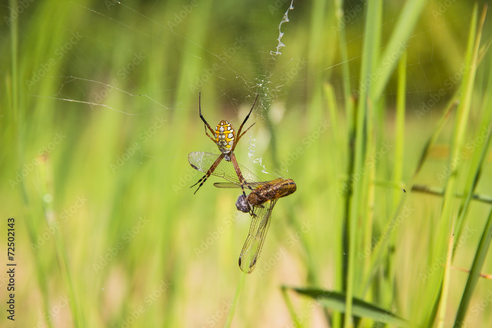 spider with captured prey spider with captured prey