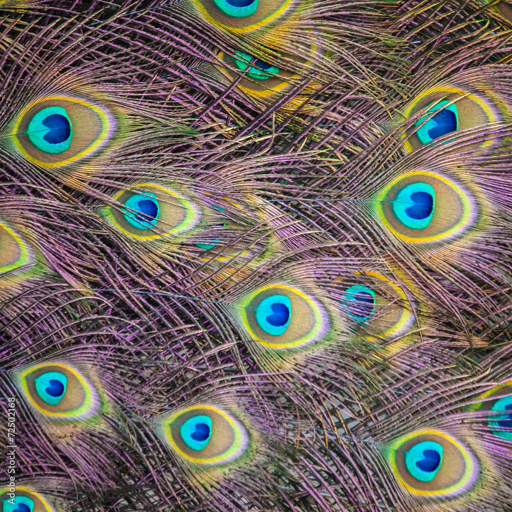 Fototapeta premium Textures and colors of the peacock