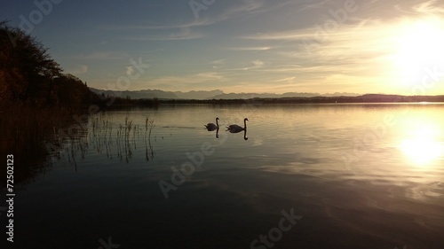 Schwäne auf dem Starnberger See in der Abendsonne