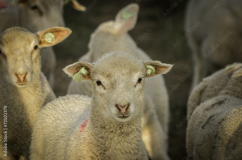 Naklejka premium lamb herd
