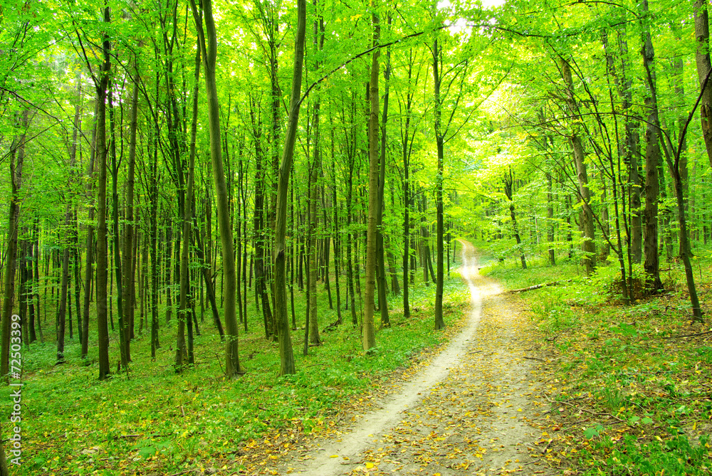 Fototapeta premium las